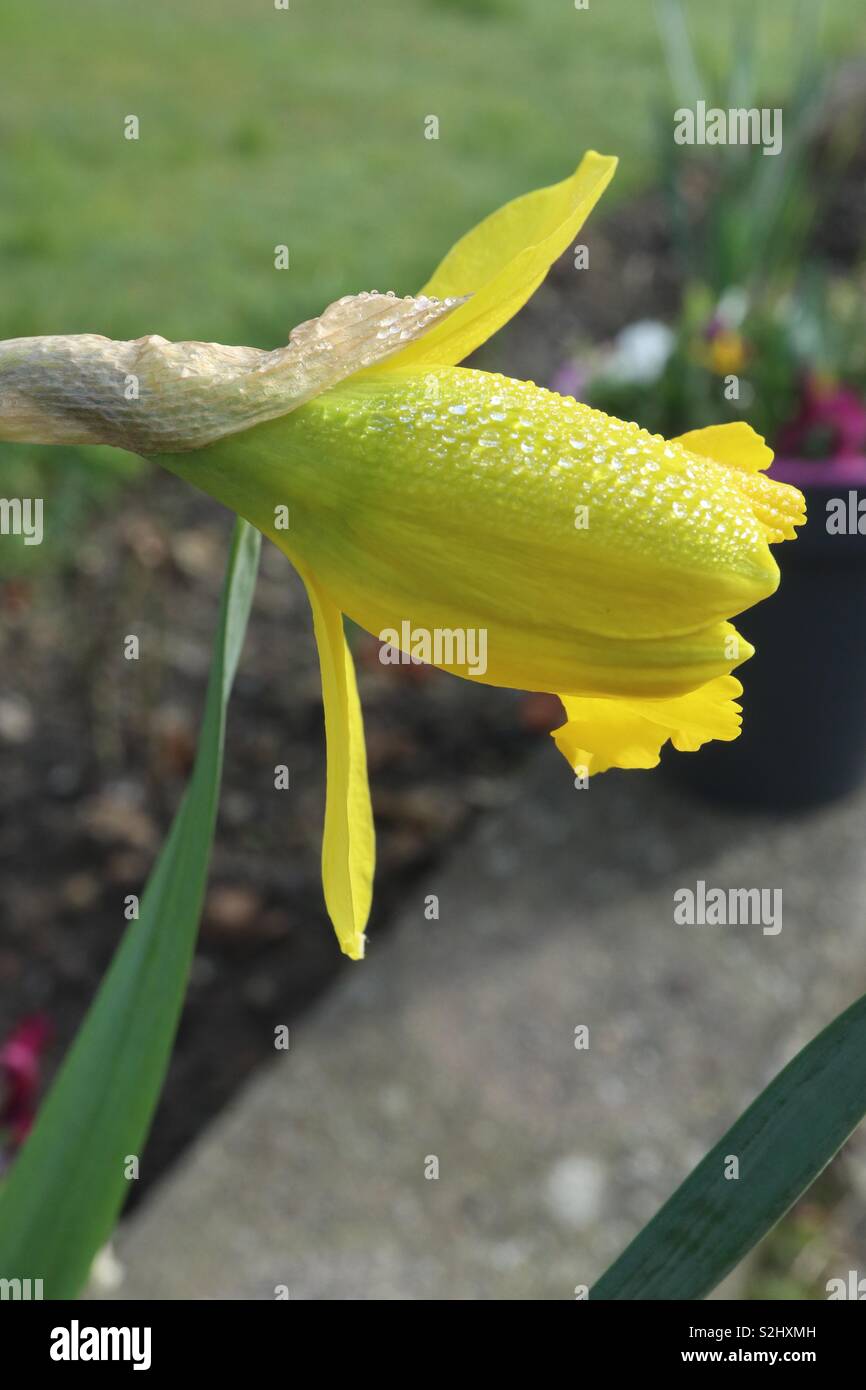 Yellow,Tulip,Spring,Dew - Smartphone Captured Stock Image
