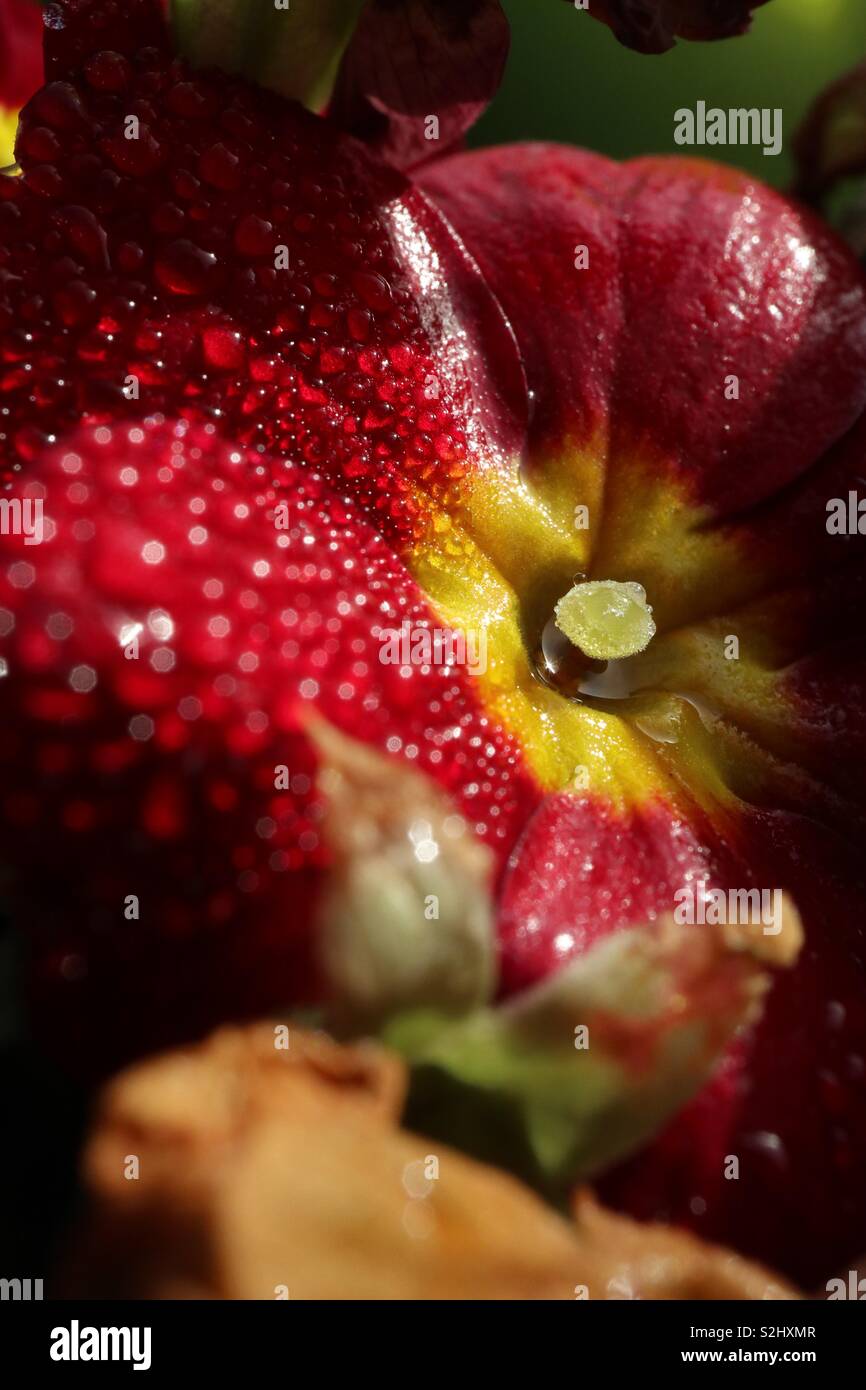 Dew,Spring,Macro,Primrose - Smartphone Captured Stock Image