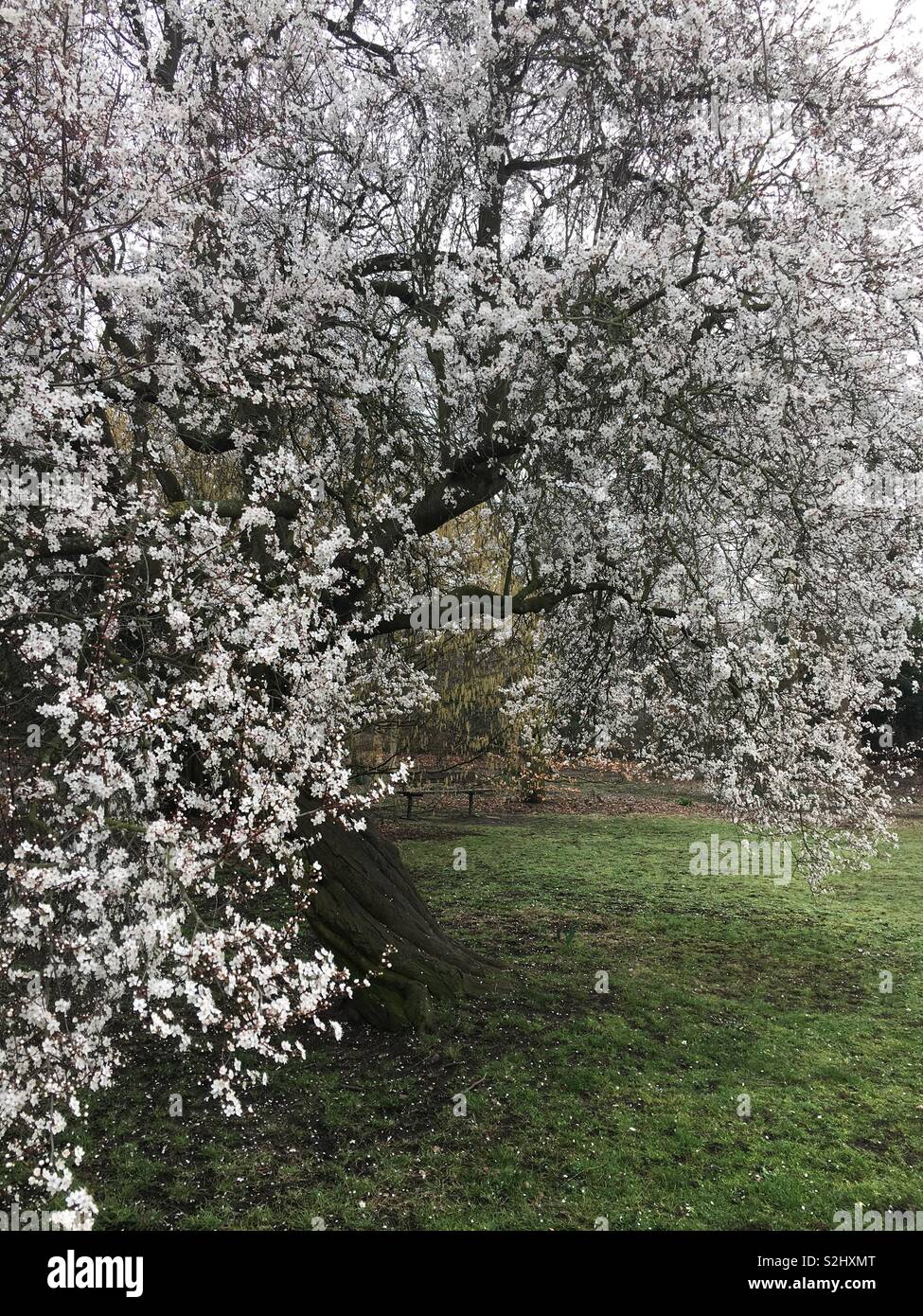 Spring blossom Stock Photo