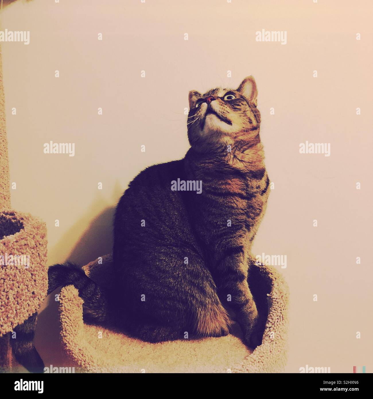 My cat Tasha posing Stock Photo