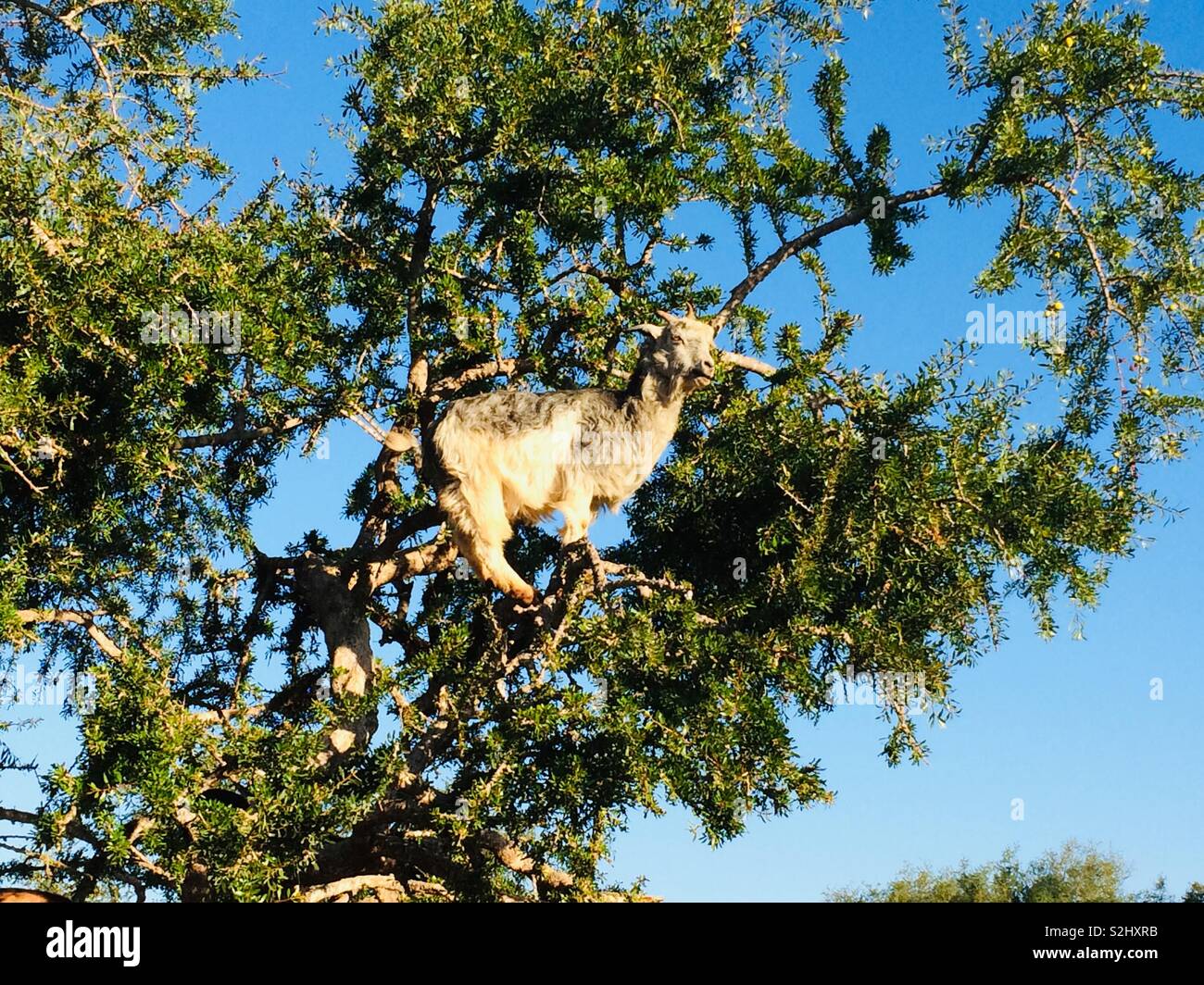 Goat climbing argan tree in Morocco Stock Photo Alamy