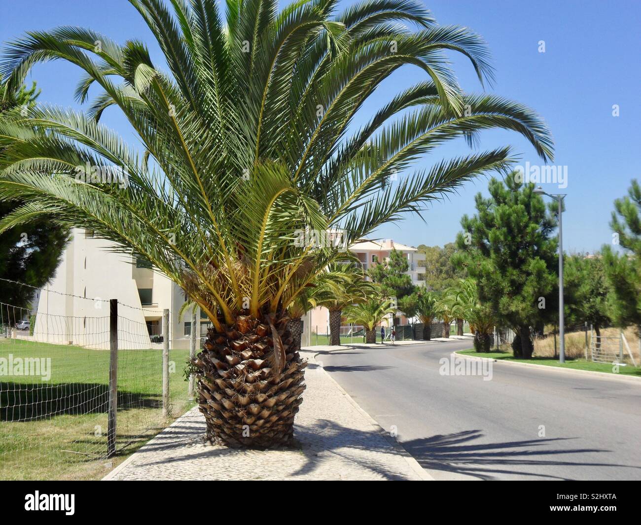 Pineapple palm tree in Albufeira, Portugal Stock Photo