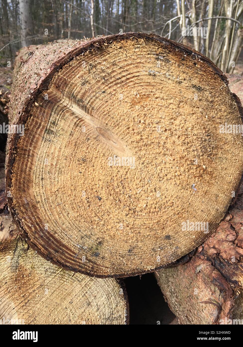 Tree rings to count the age of a tree Stock Photo by ©david734244 56832845