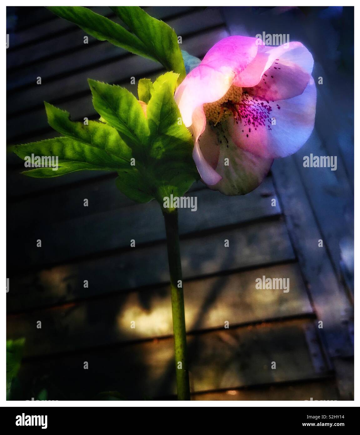 A Hellebore flower in a garden. - Smartphone Captured Stock Image