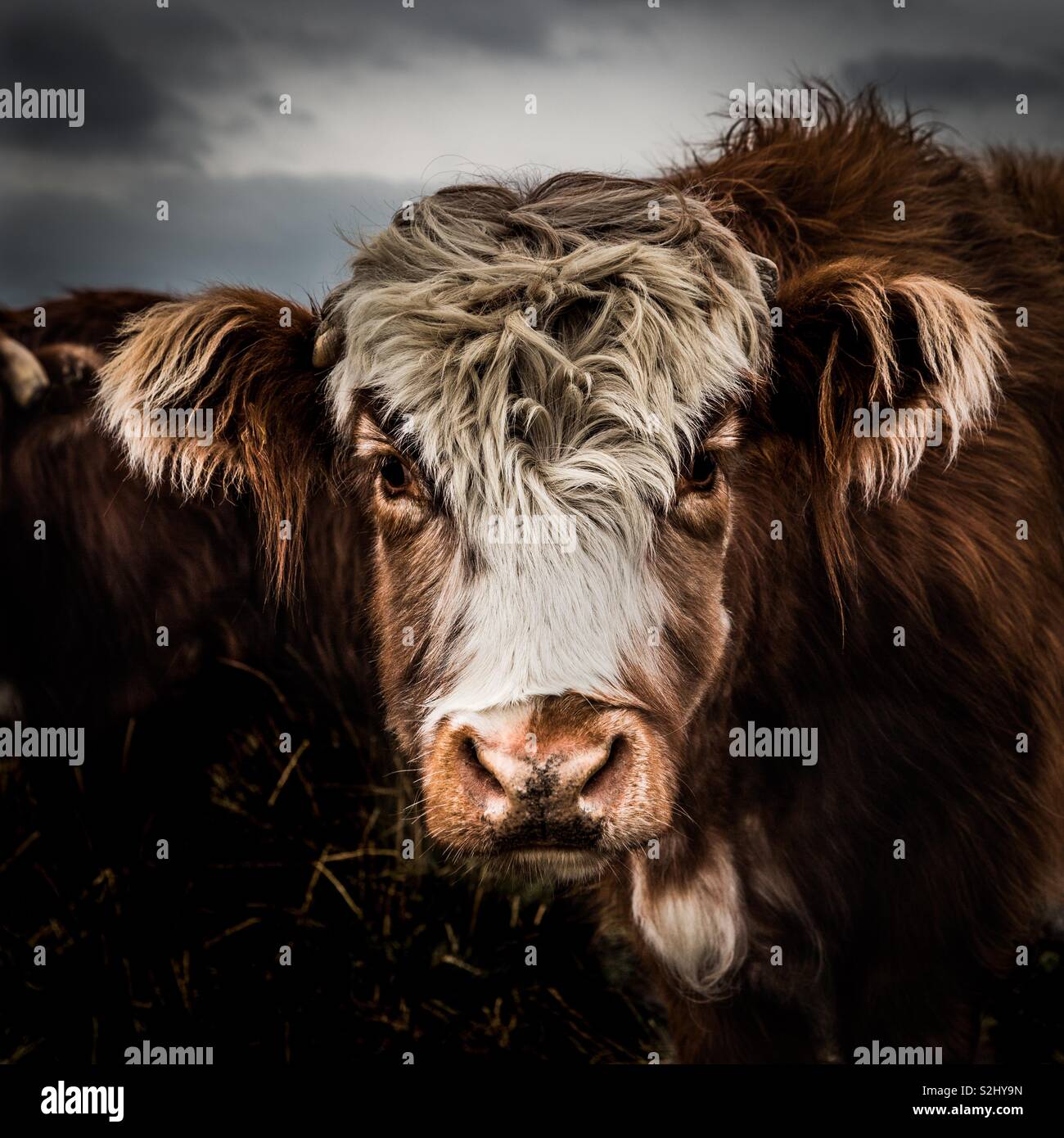 A close up portrait of a hairy highland cow showing its head, eyes and ears in a farm field - Smartphone Captured Stock Image