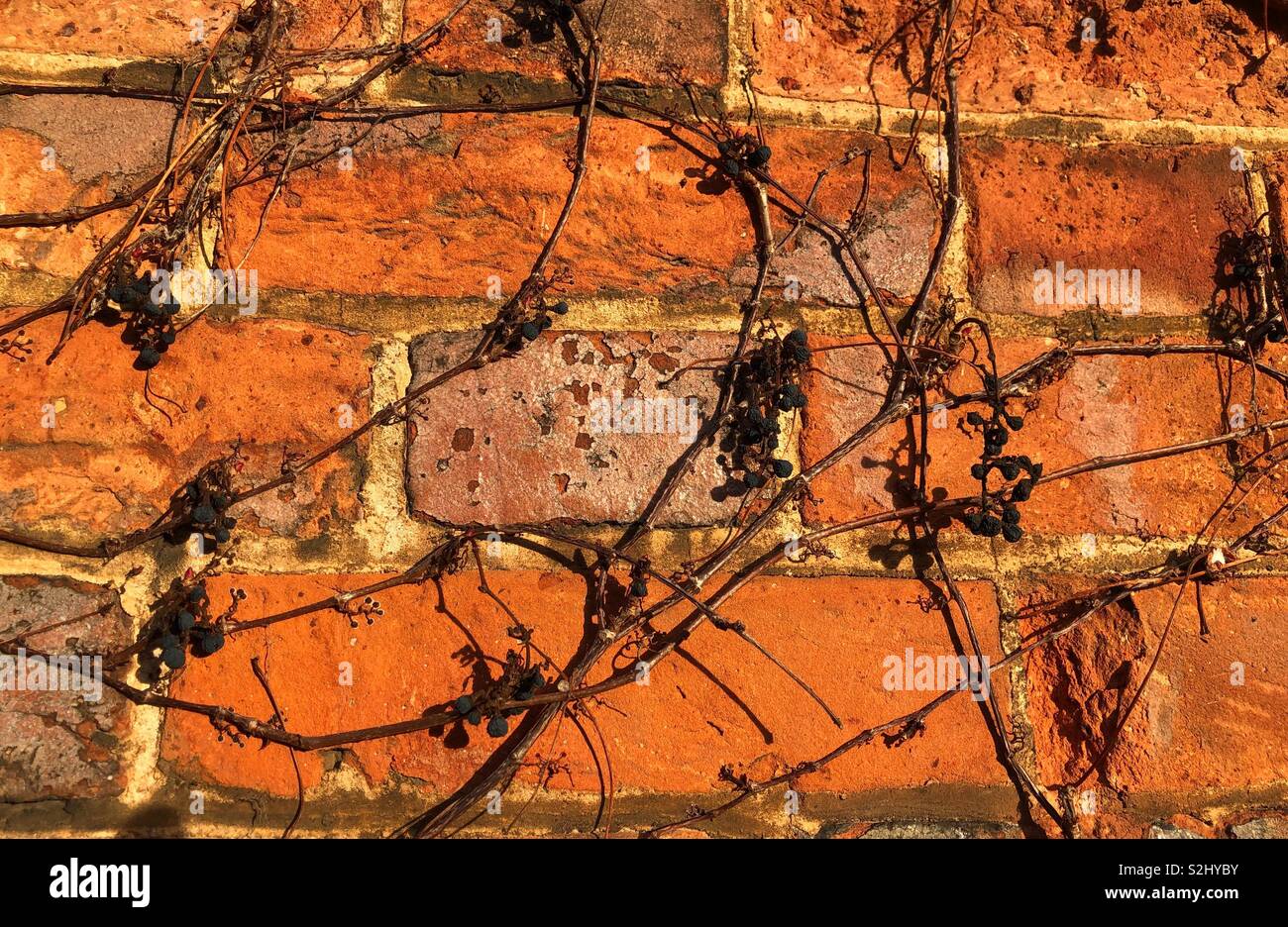 Image of beautifully coloured Georgian handmade brick, highlighted by the late afternoon sun, including glazed brick with a lattice of dried vines and grapes from the Summer. - Smartphone Captured Stock Image