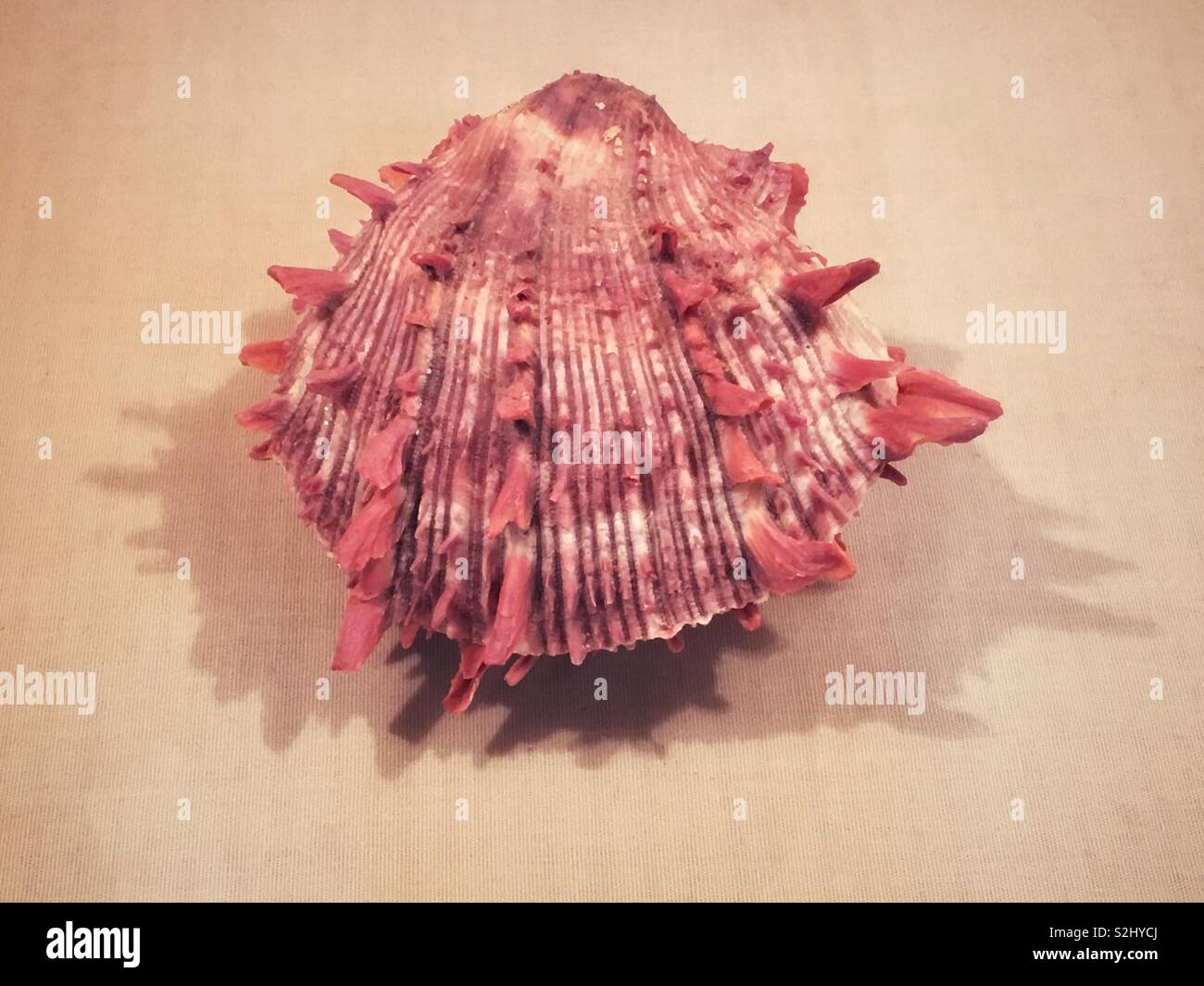 A spiny oyster shell (Spondylus) from the Southern Pacific Coast Stock Photo