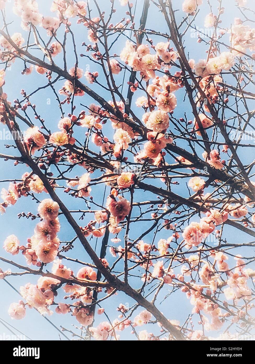 Pink Plum Blossoms And Beautiful Blue Sky ピンク色の梅の花と青空 Rosa Pflaumenbluten Und Blauer Himmel Stock Photo Alamy