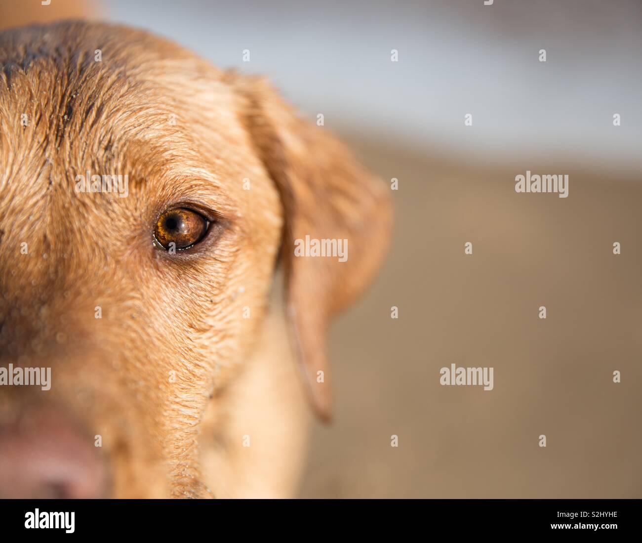 A close up portrait of a yellow Labrador retriever dog standing on a sandy beach and focussing on it’s clear brown eyes with copy space Stock Photo