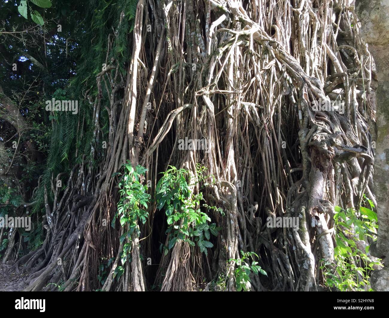 Balete tree Stock Photo - Alamy Balete tree Stock Photo - Alamy