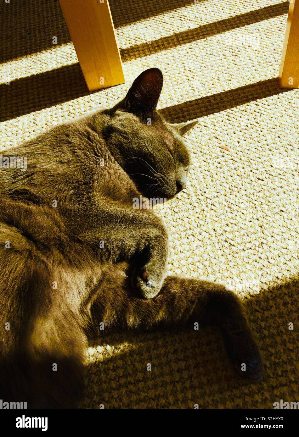 Sleeping cat- late winter sunlight - Smartphone Captured Stock Image