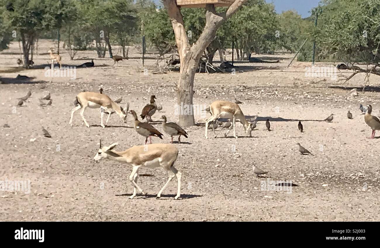 Gazelle and ducks on Sir Bani Yas island - Smartphone Captured Stock Image