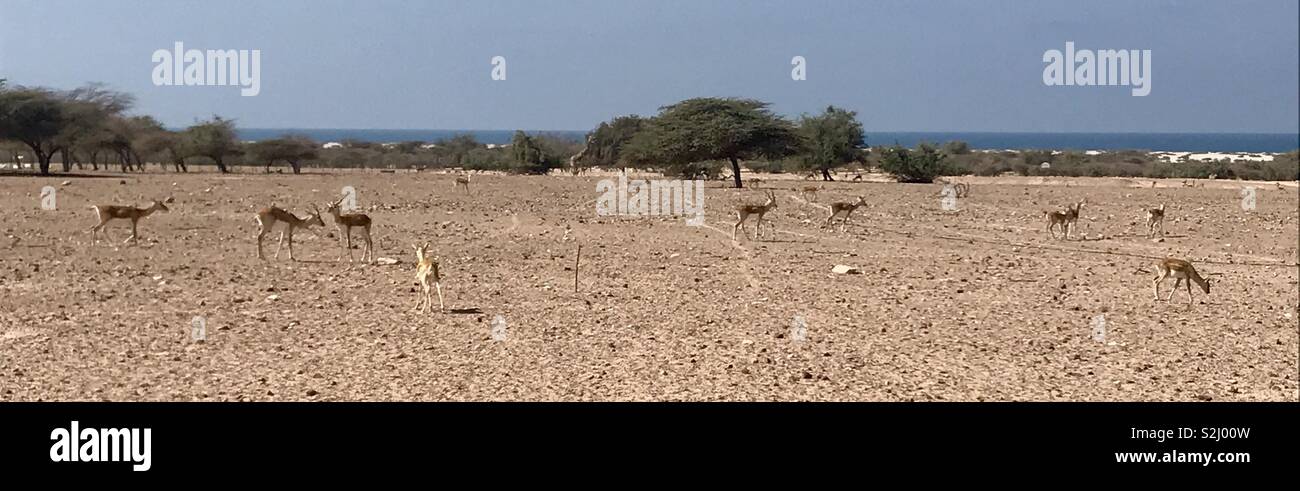 Gazelle at Sir Bani Yas island - Smartphone Captured Stock Image