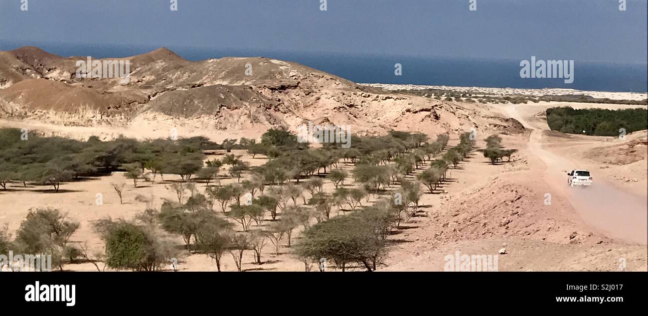 Wildlife safari Sir Bani Yas island Stock Photo Alamy