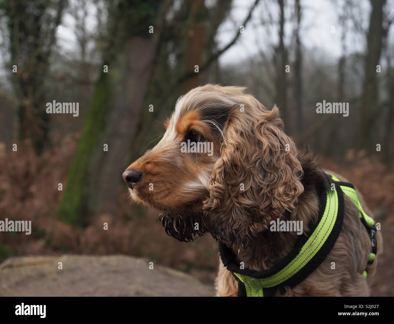 julius k9 cocker spaniel