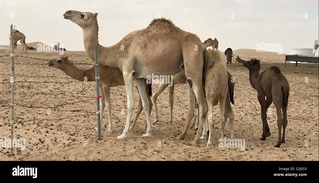 Camels in the desert Abu Dhabi Stock Photo - Alamy