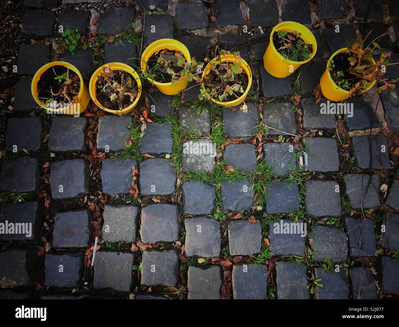 Yellow flower pots in a row on grey cobblestones. Stock Photo