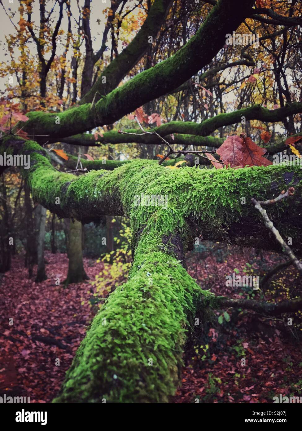 Green moss formed on a fallen tree creating unusual shapes of bright green colours. Stock Photo