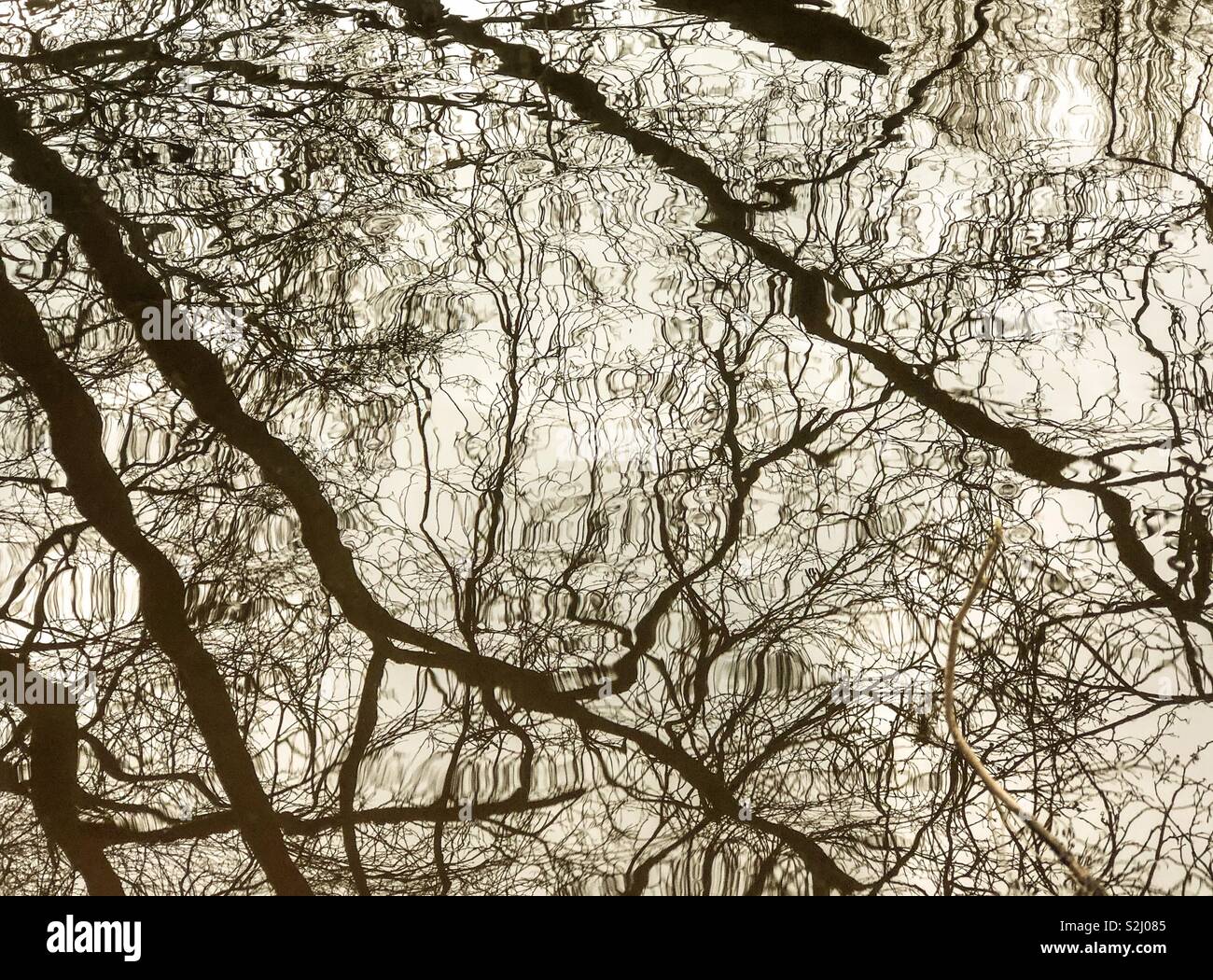 Reflections of tree branches in river. Scotland. UK. - Smartphone Captured Stock Image