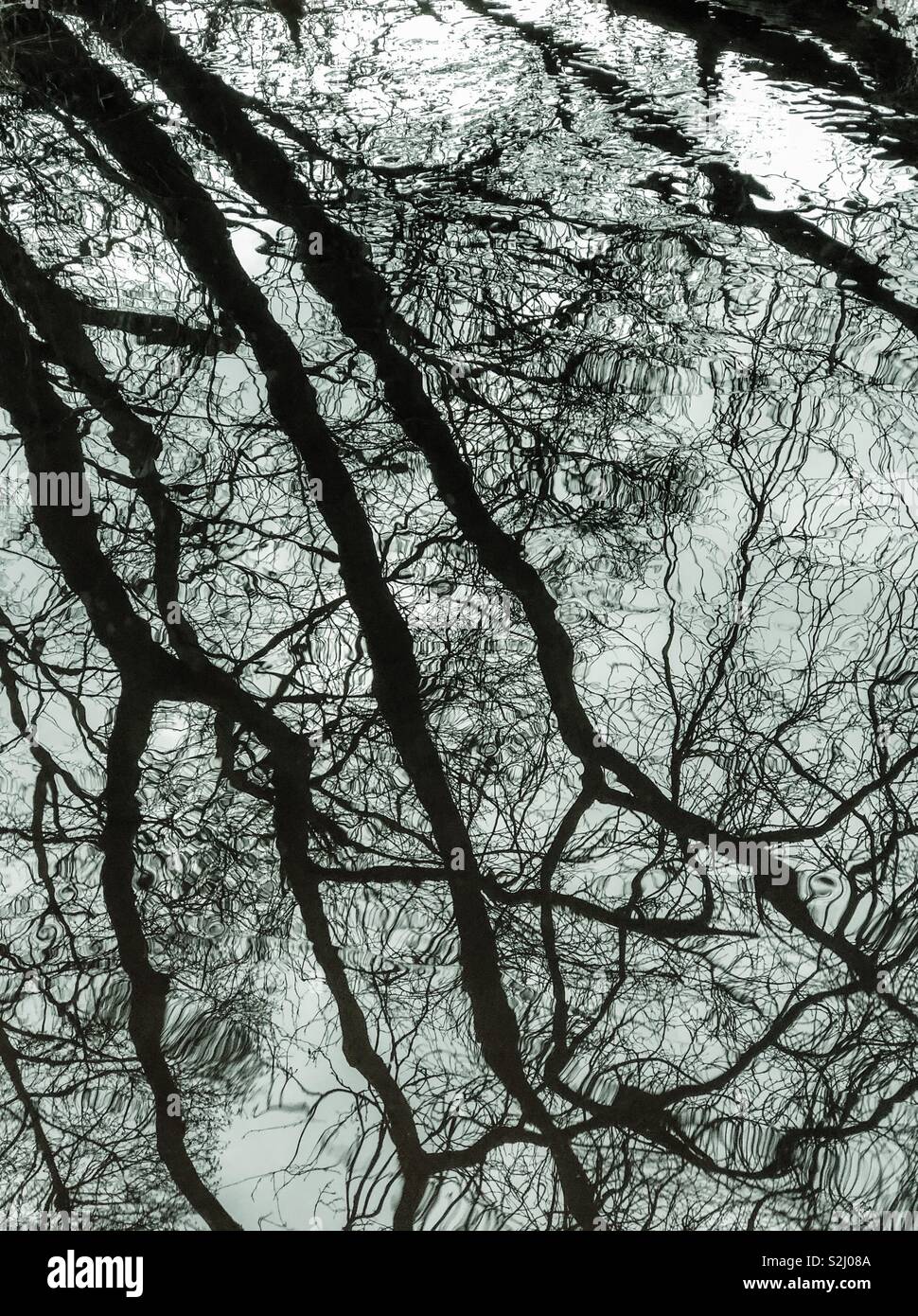 Reflections of tree branches in river. Scotland. UK. - Smartphone Captured Stock Image