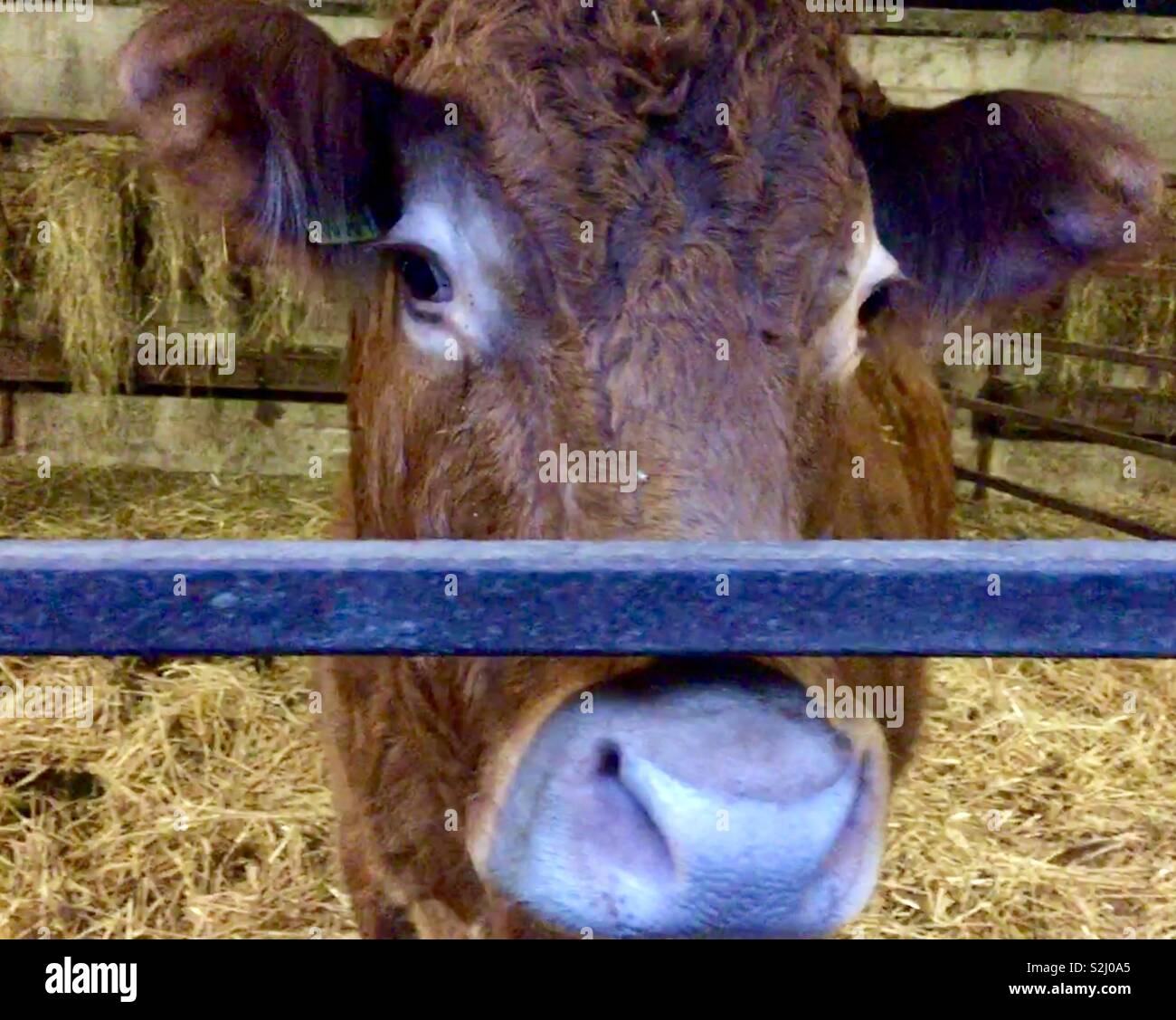 Limousin brown cow in a pen. - Smartphone Captured Stock Image