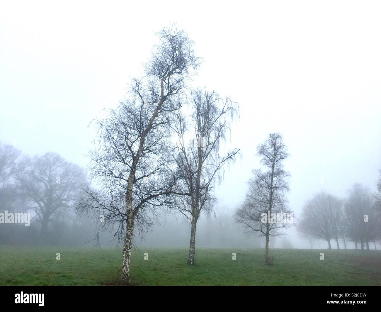 Silver Birch trees in mist - Smartphone Captured Stock Image