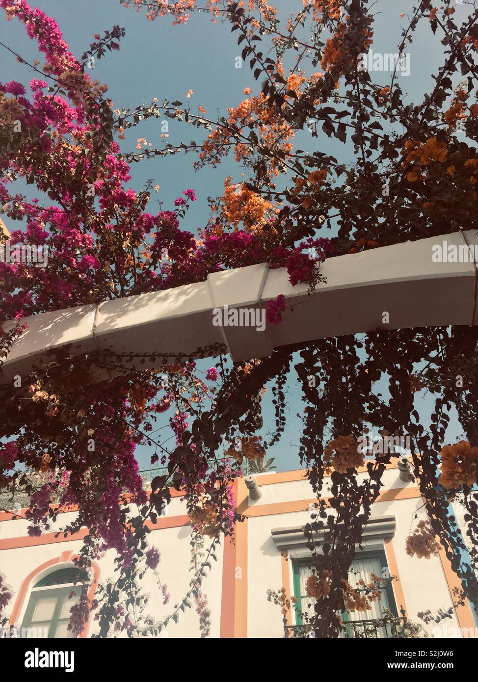 Overhanging yellow leaves hi-res stock photography and images - Alamy