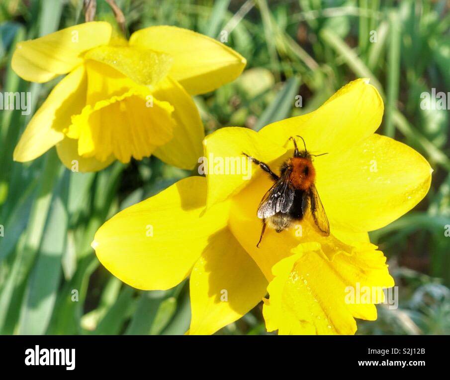 Bee daffodil hires stock photography and images Alamy