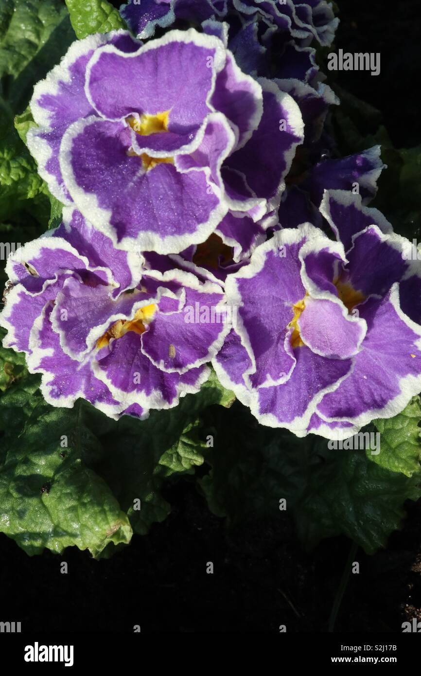 Purple,Primula,Spring Flower Stock Photo