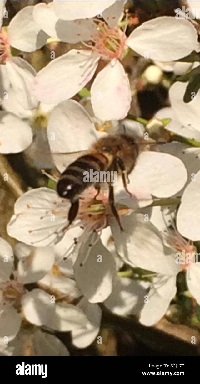Pollination and Spring Stock Photo - Alamy