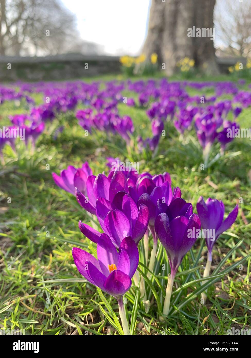 Spring is in the air - Smartphone Captured Stock Image