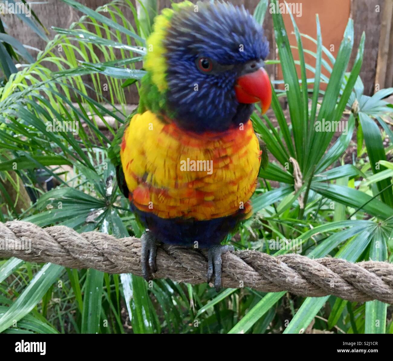 Australian Rainbow Lorikeet, a colourful blue and yellow parrot sitting on a rope, surrounded by green vegetation Stock Photo