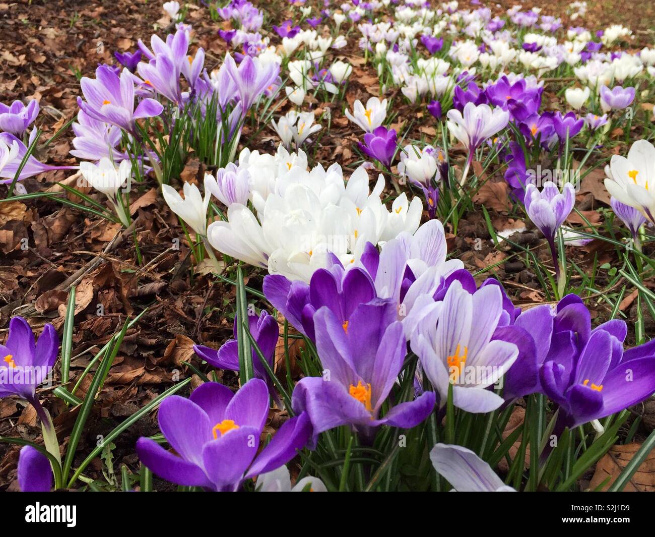 Spring flowers blooming out early in February.  At the park lovely crocuses - Smartphone Captured Stock Image