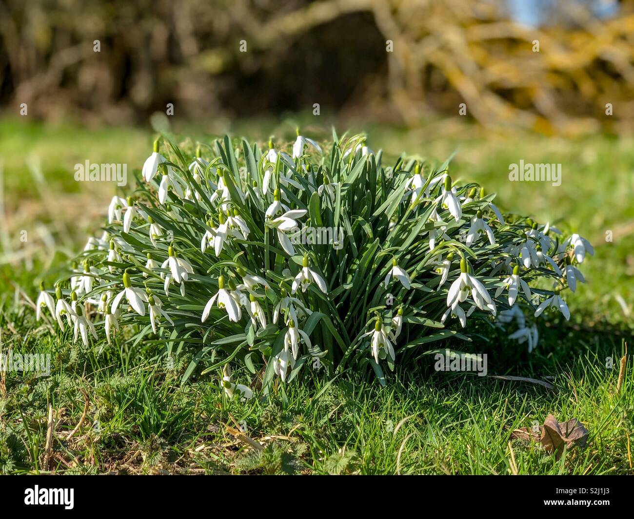 Bunch of snowdrops in winter woodland February 2019 - Smartphone Captured Stock Image