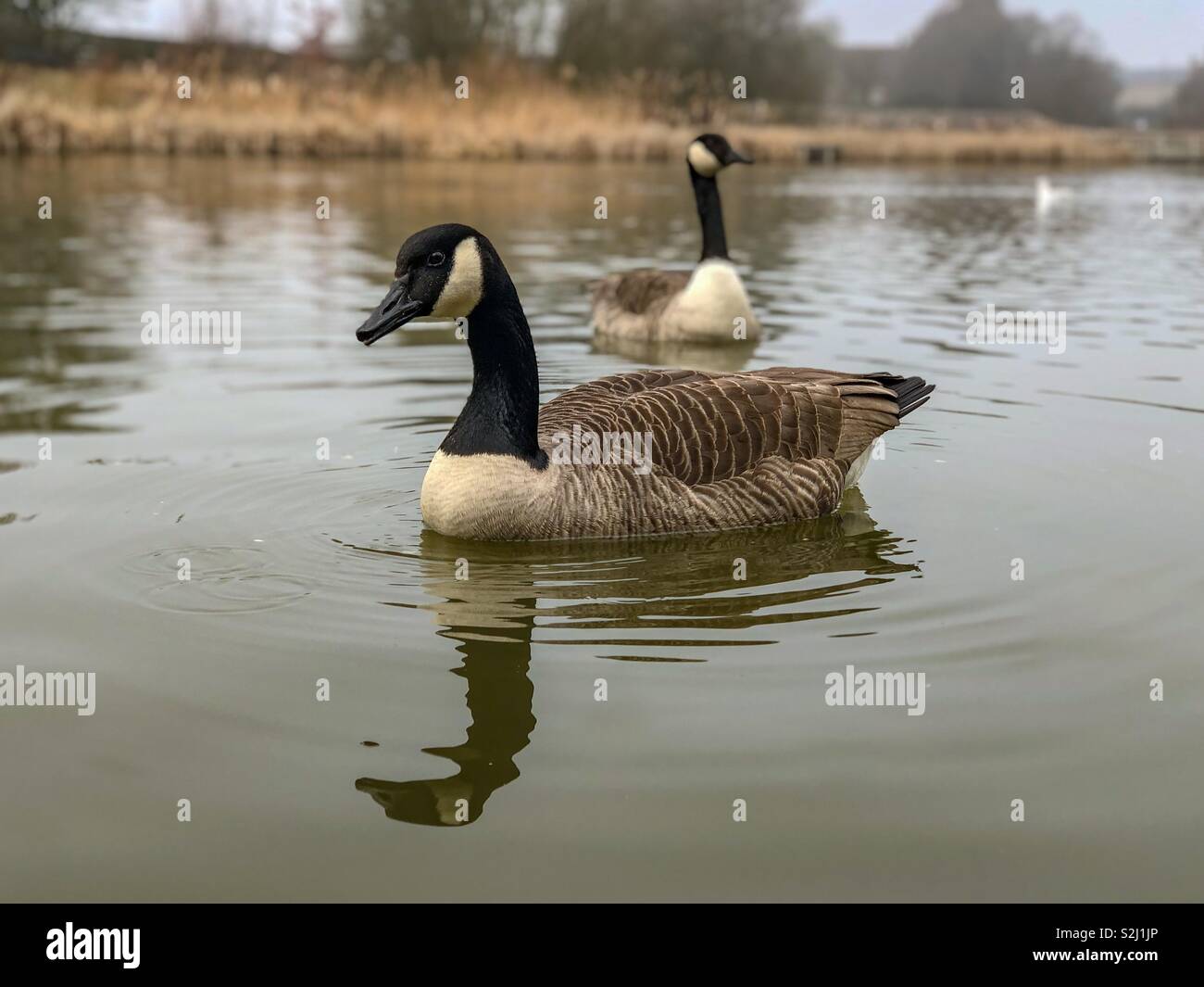 Pair of Canada Geese (Branta Canadensis) on a must foggy lake in February - Smartphone Captured Stock Image Pair of Canada Geese (Branta Canadensis) on a must foggy lake in February - Smartphone Captured Stock Image