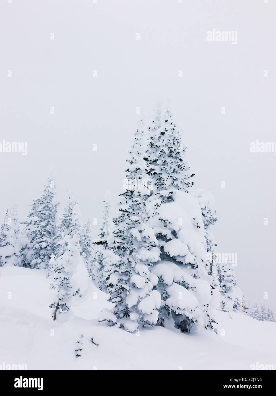 Alpine trees covered with fresh snow on a snowy winter day in the mountains. Stock Photo