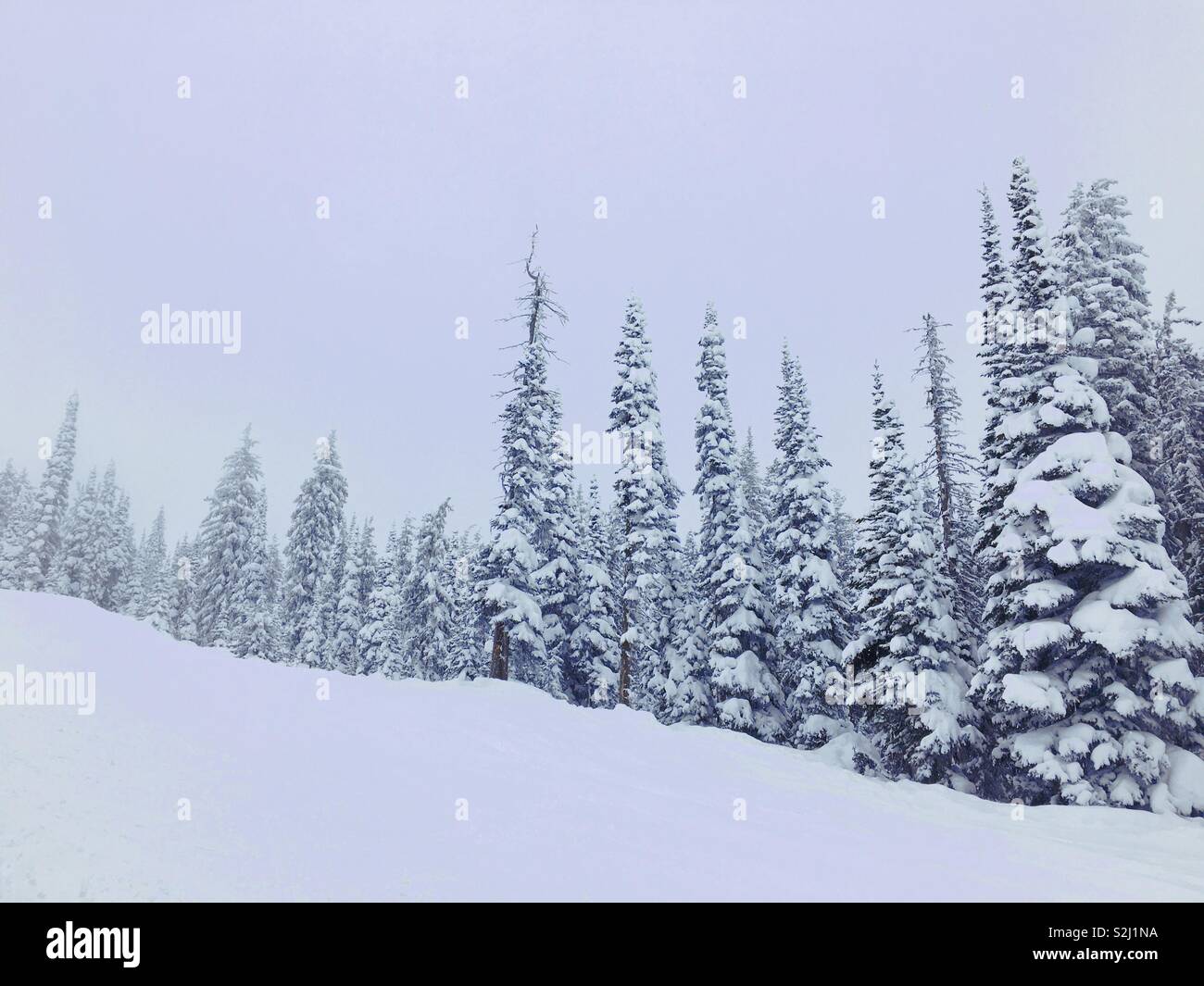 High altitude evergreen forest covered in thick fresh snow on a freezing cold snowy winter day. - Smartphone Captured Stock Image
