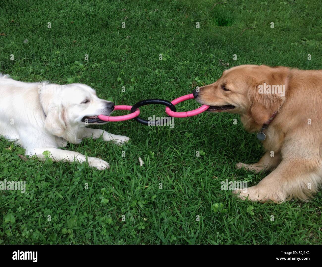 Why Do Dogs Like Playing Tug Of War