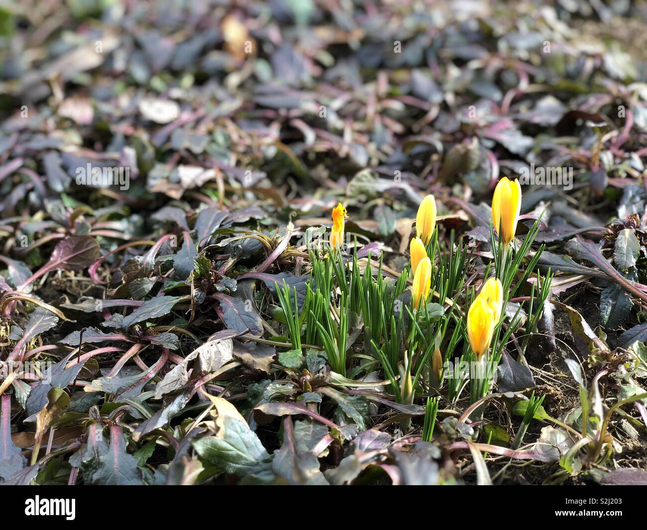 Yellow First crocus of spring growing up through mulch Stock Photo Alamy
