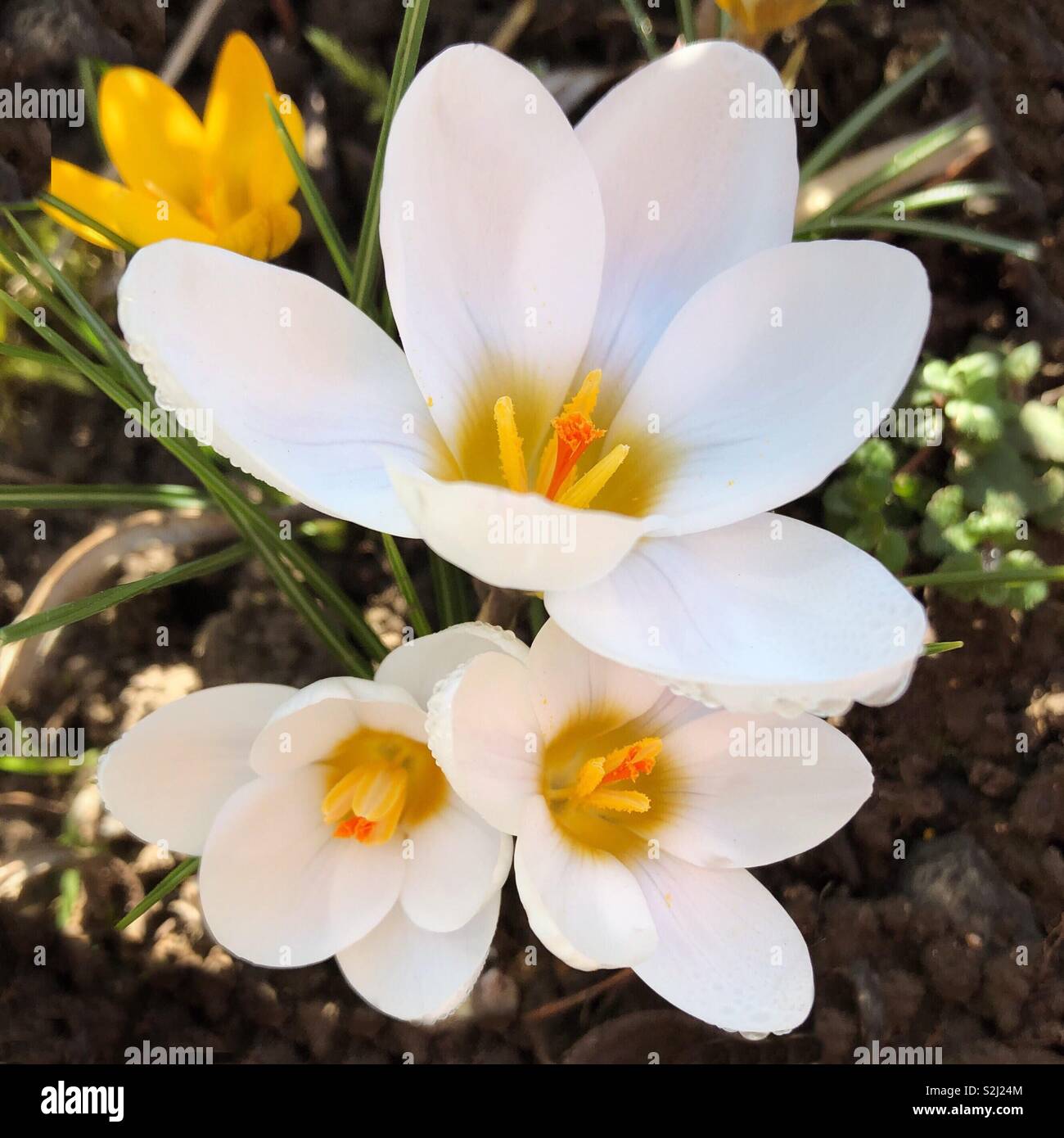White crocuses flowers opening up in a garden during late winter on a sunny February in UK - Smartphone Captured Stock Image