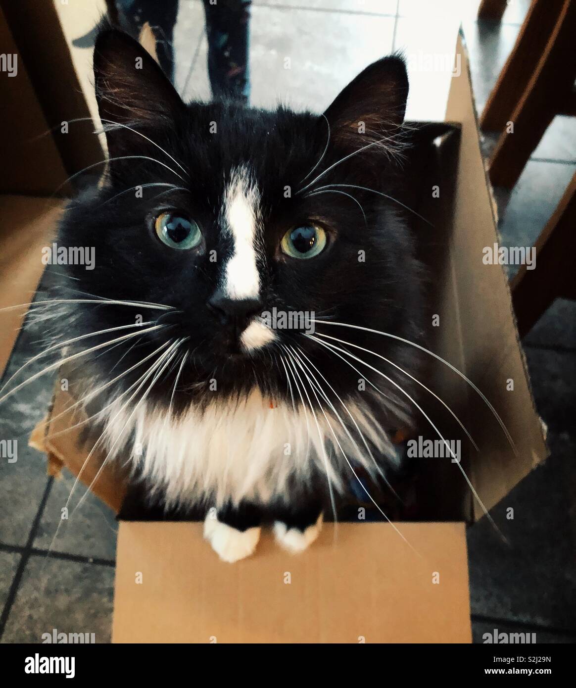 Cat standing in a box looking at camera Stock Photo