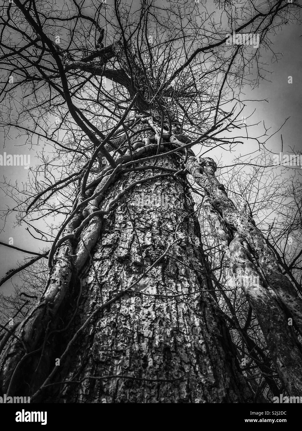 Vines Black and White Stock Photos & Images - Alamy