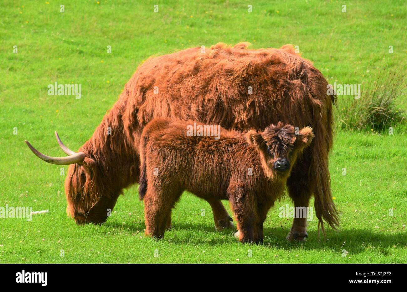 Highland cow and calf Stock Photo - Alamy