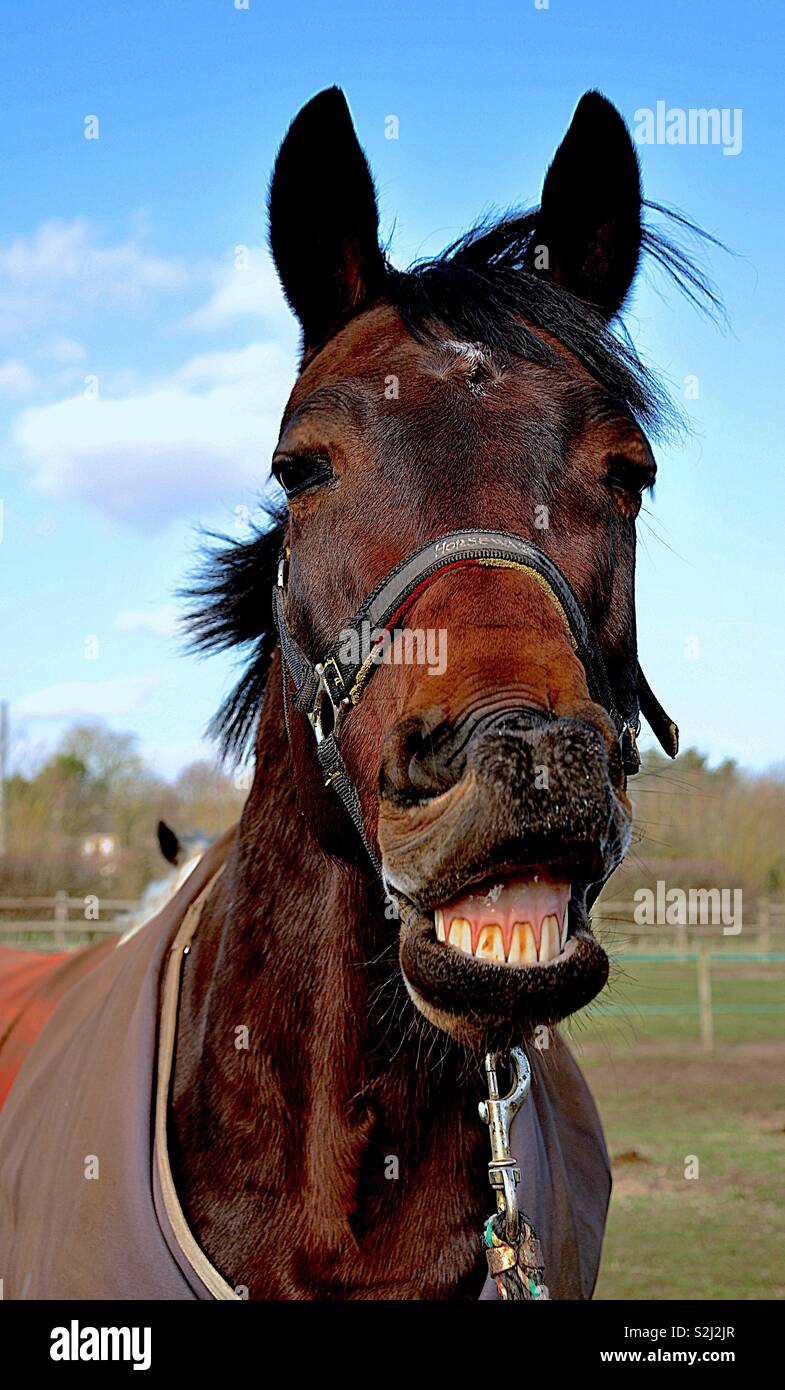 Smiling Horse Cheeky Stock Photo