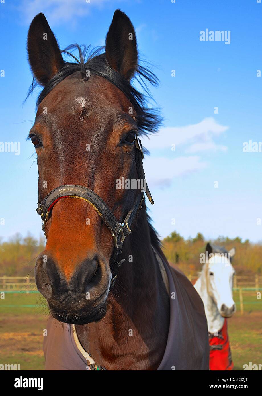 Horses in Field - Smartphone Captured Stock Image