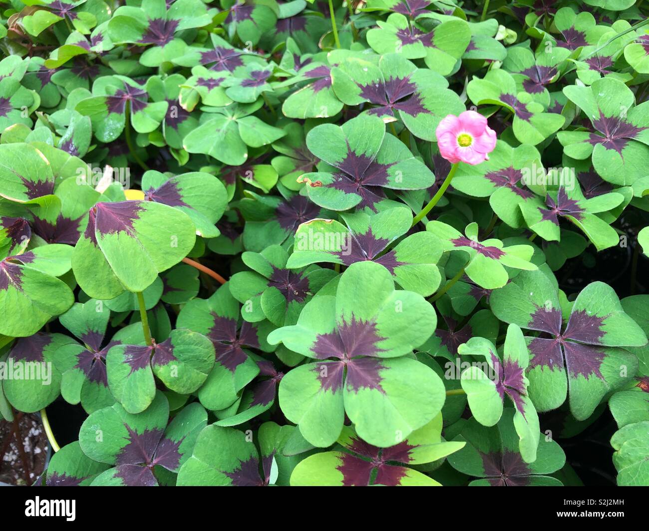 Close up of oxalis Stock Photo Alamy