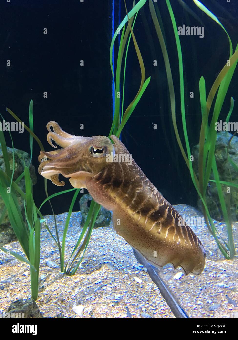 Sea creature Stock Photo