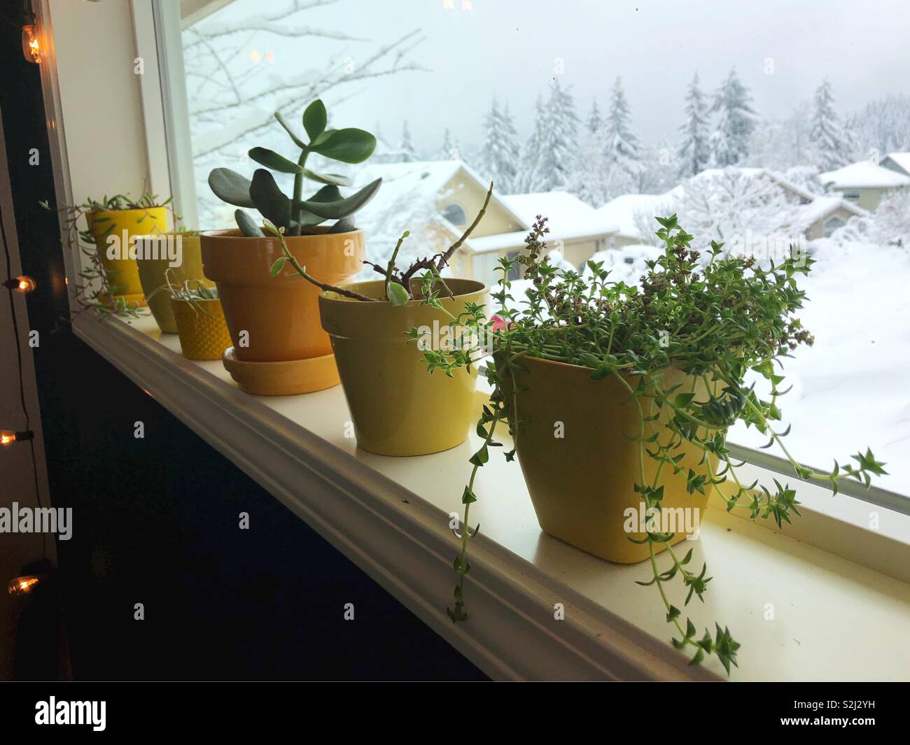 A window with plants in yellow pots overlooking a snowy scene. Stock Photo