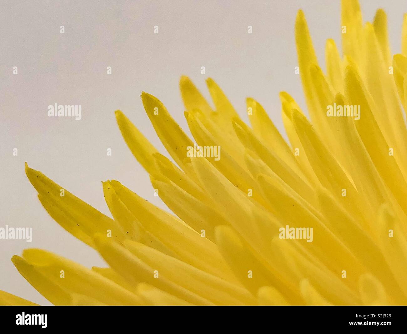 Corner view of yellow petals from the edge of a chrysanthemum. Stock Photo