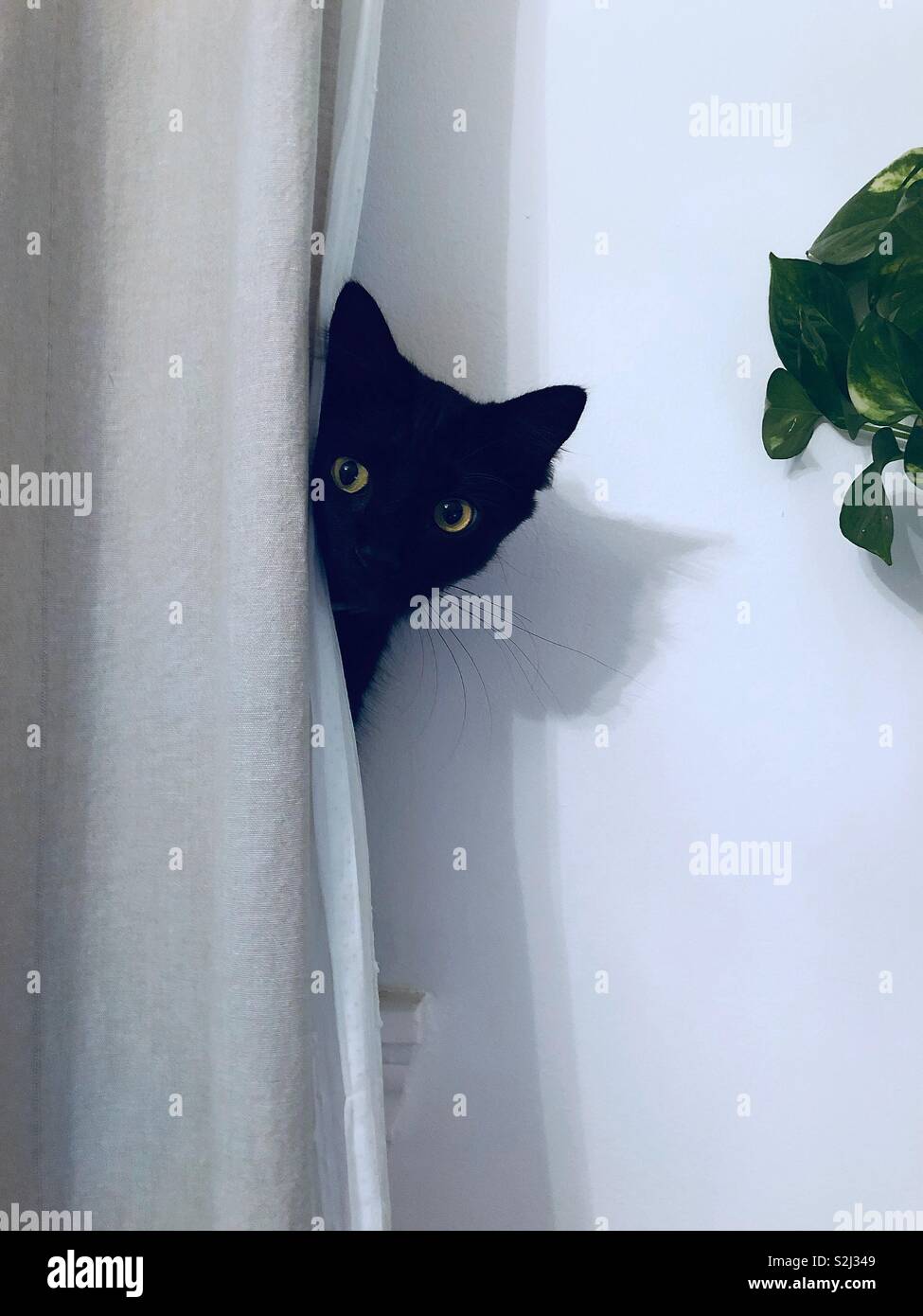 Black cat peeking from behind the curtain Stock Photo